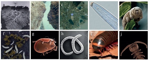 土壤生物體型差異如何驅動地下群落的構建與功能