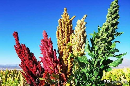 藜麥 超級(jí)食品的真相與可持續(xù)種植挑戰(zhàn)